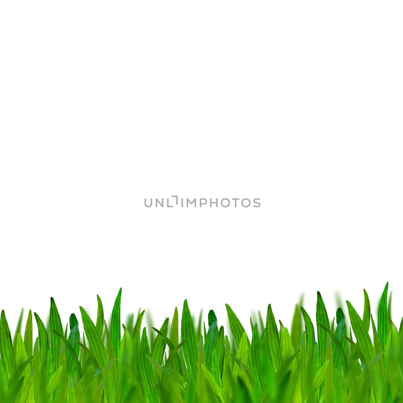 green grass isolated on white background by jakgree