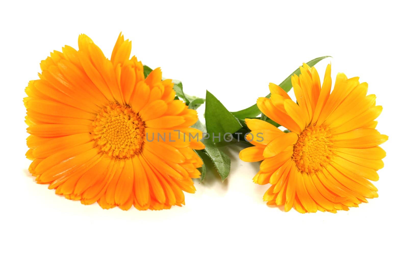 two fresh orange marigold flowers with green leaves on a bright background