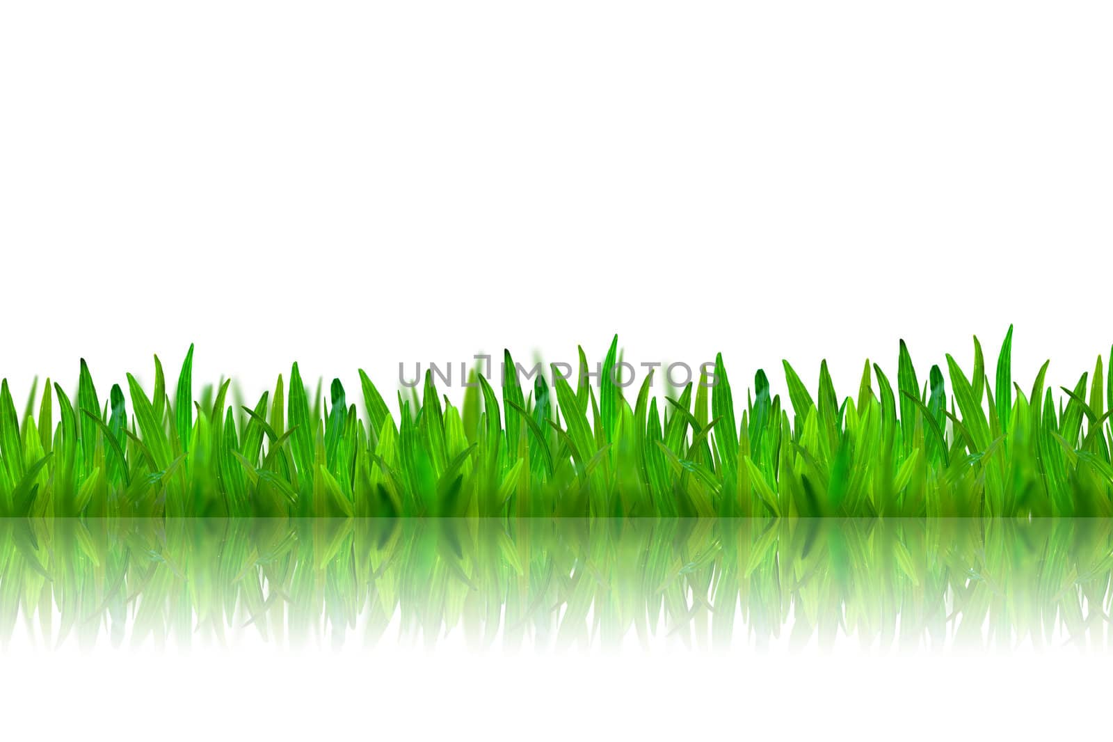 Isolated green grass with reflection on white background