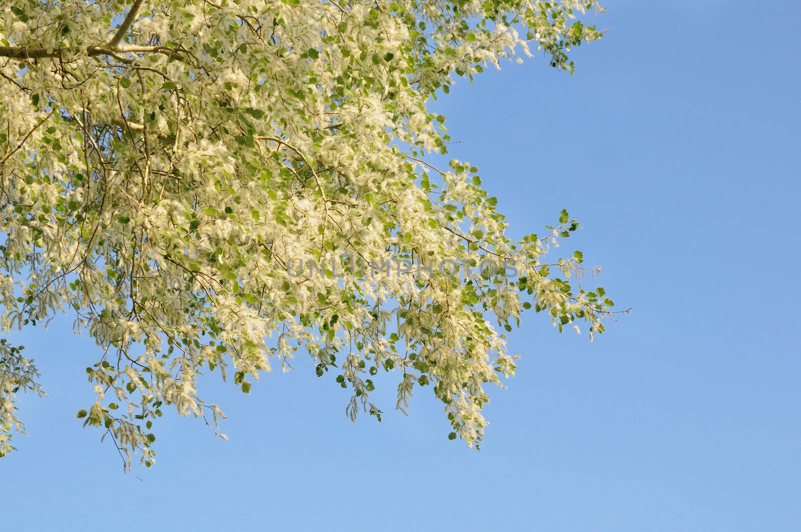 Poplar tree covered by white fluff with clean blue sky on background