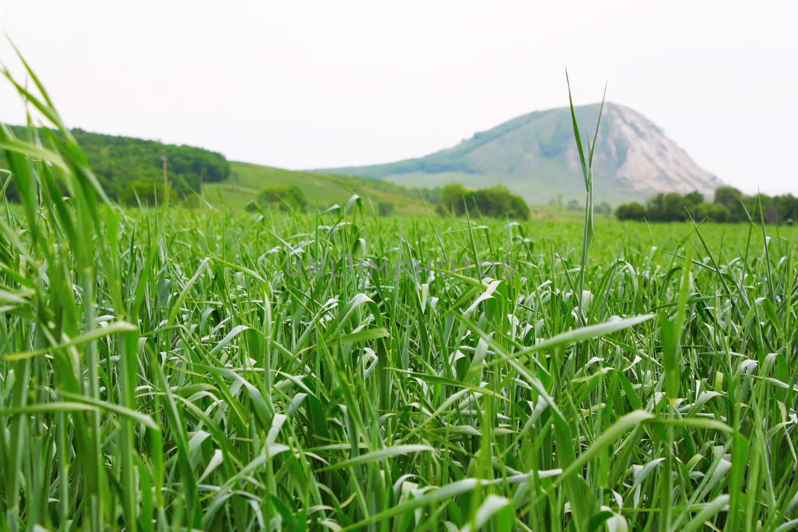 Green field from grass. Shallow DOF.