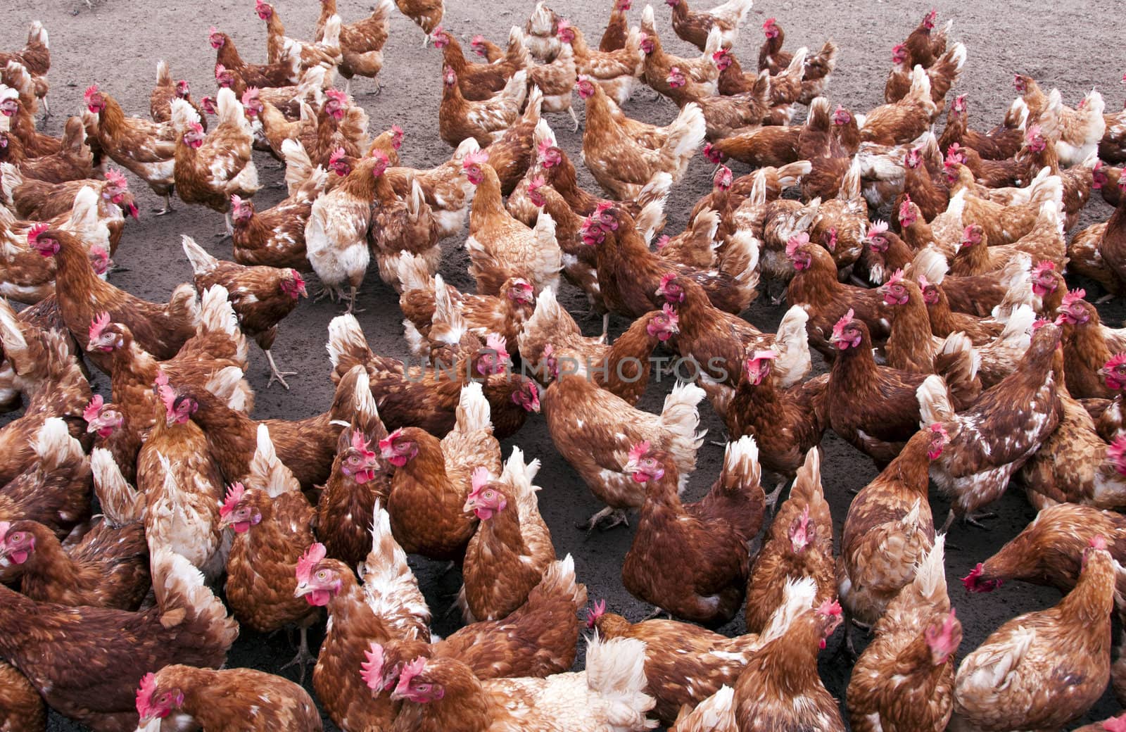 a lot of brown red chicken in Holland growing up for egg production