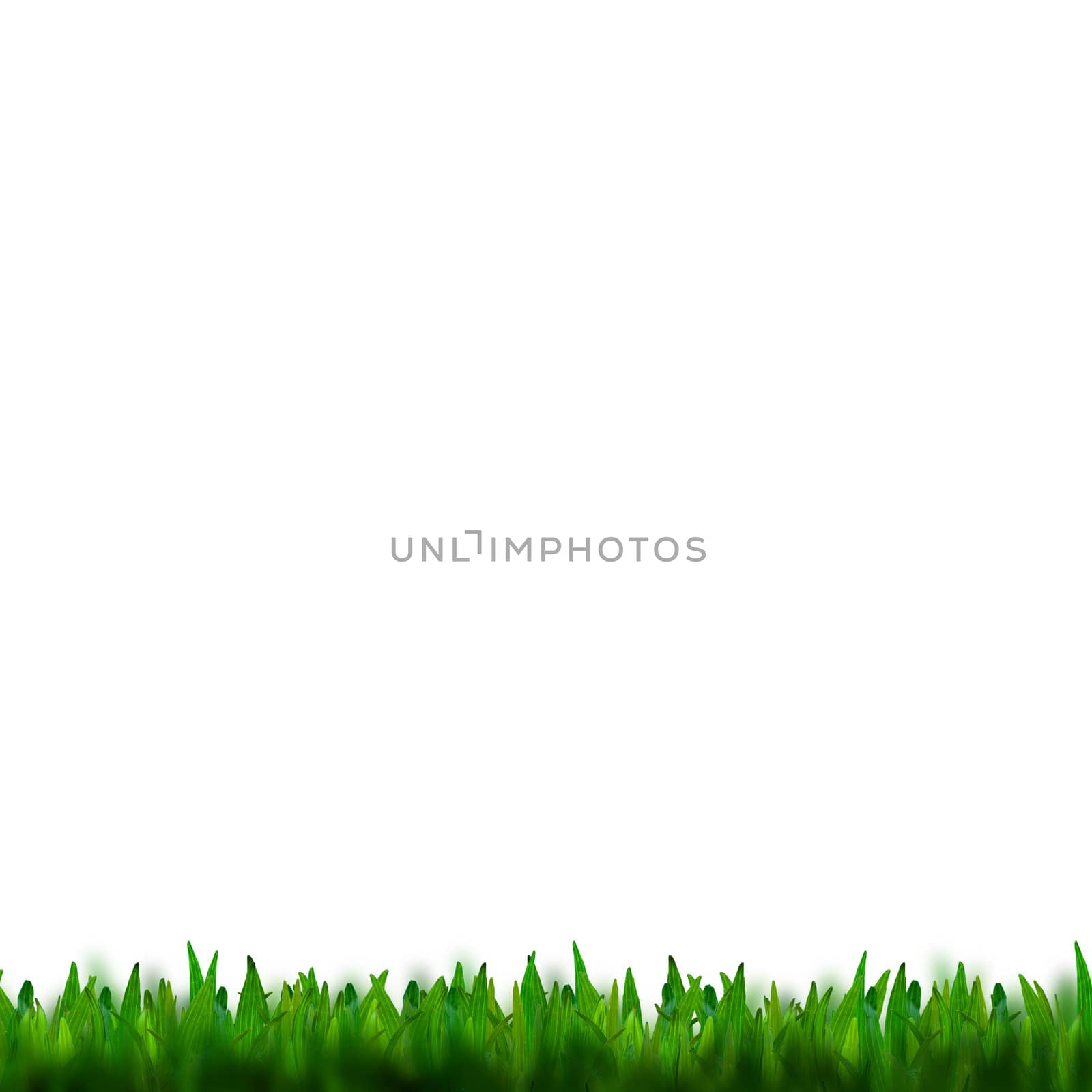 green grass isolated on white background by jakgree