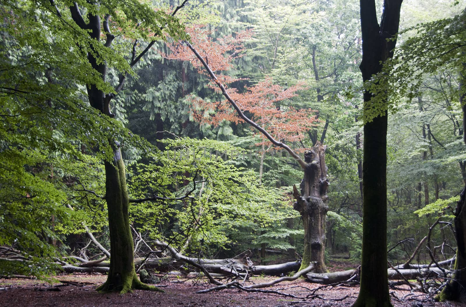 forest with red and green trees by compuinfoto