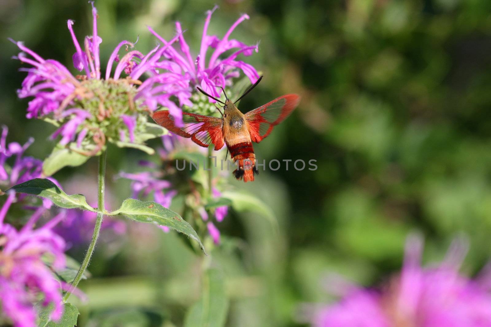 hummingbird clearwing moth feeding on bee balm flower