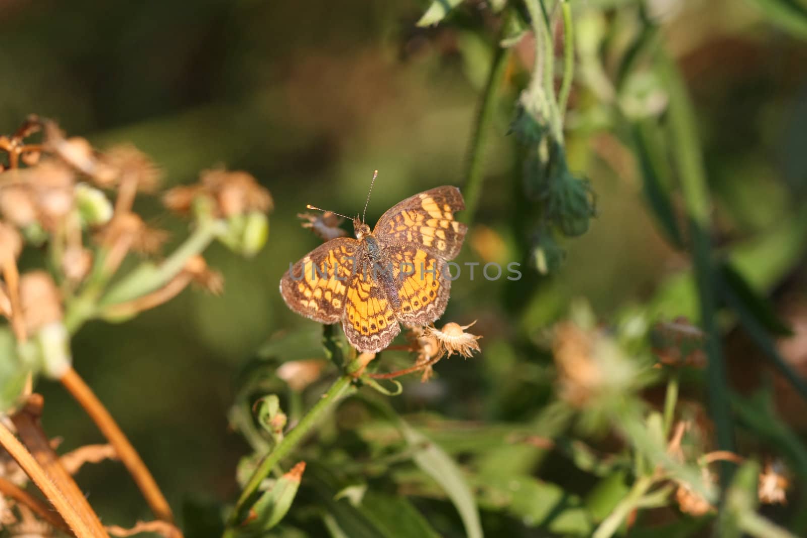 Pearl Crescent Butterfly warming in morning sun