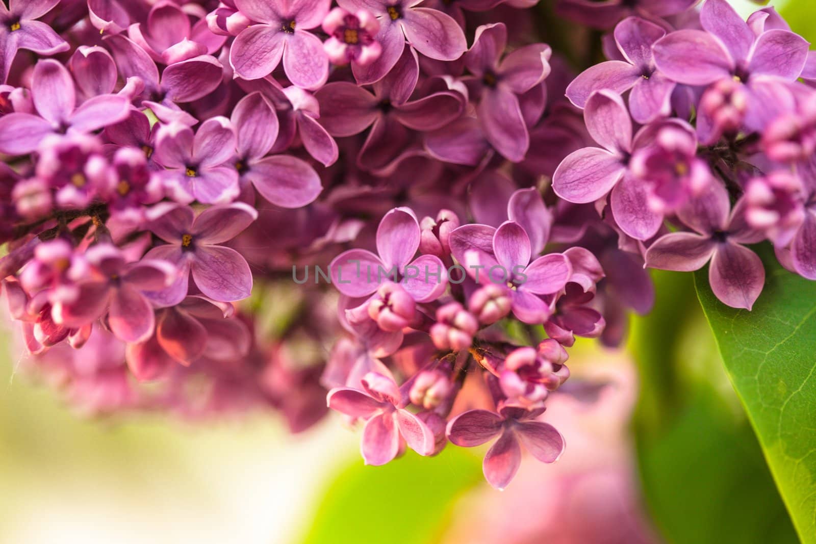 Lilac flowers close up, natural spring background