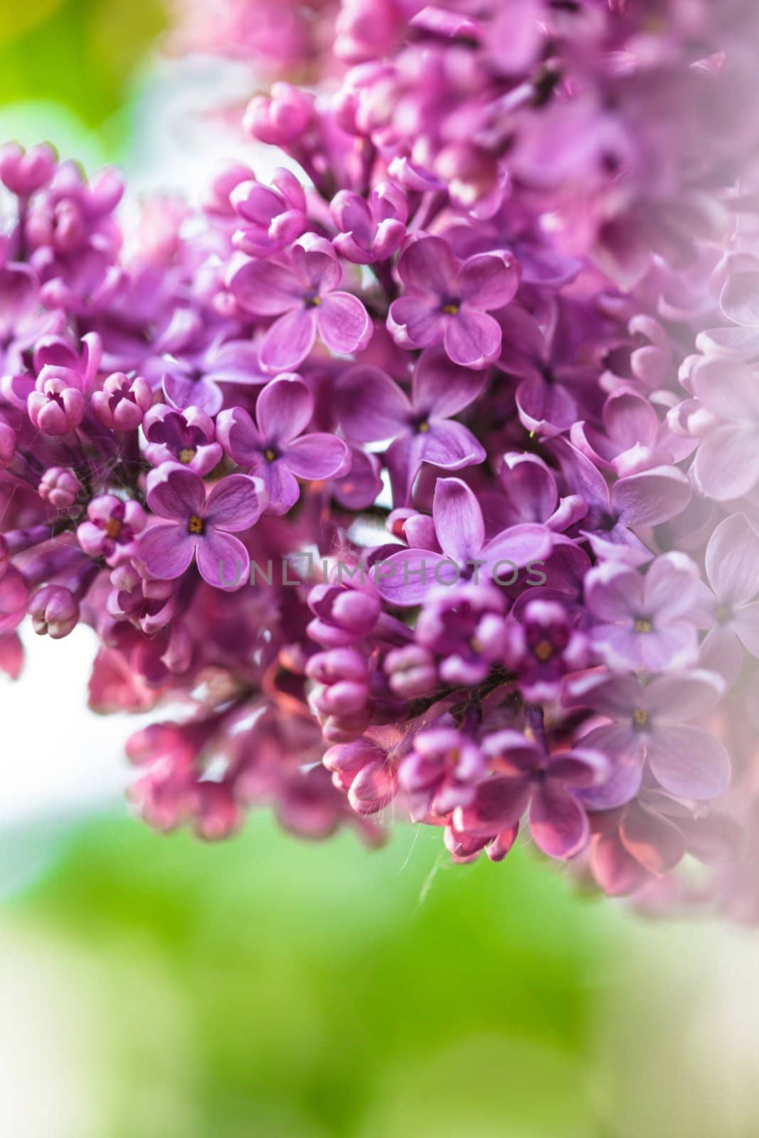 Lilac flowers close up, natural spring background