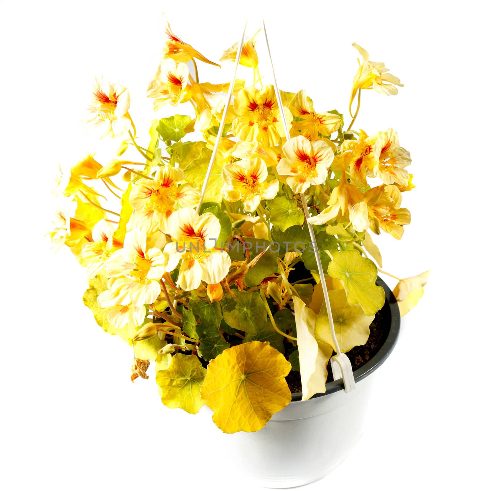 Cress or Garden nasturtium (Tropaeolum majus) on white background
