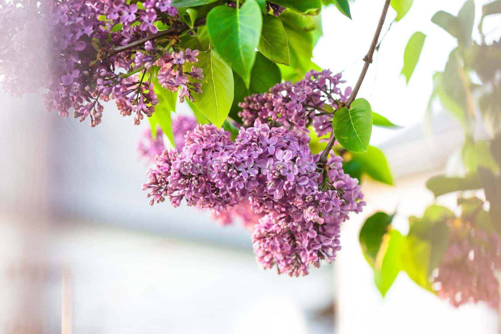 Lilac flowers close up, natural spring background