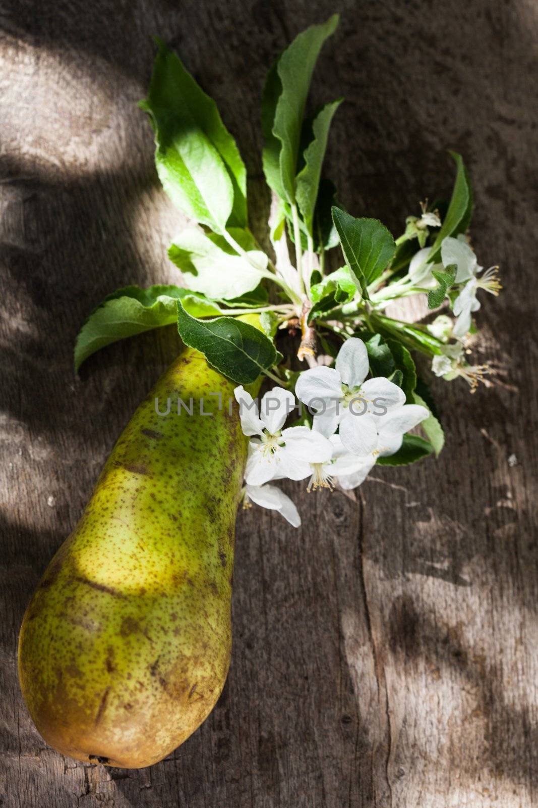 Pears and blossom on the wooden background under tree in orchard