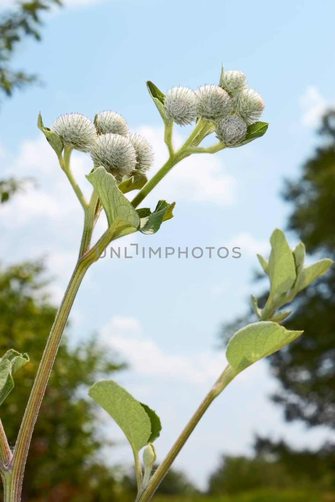 Burdock inflorescences by qiiip