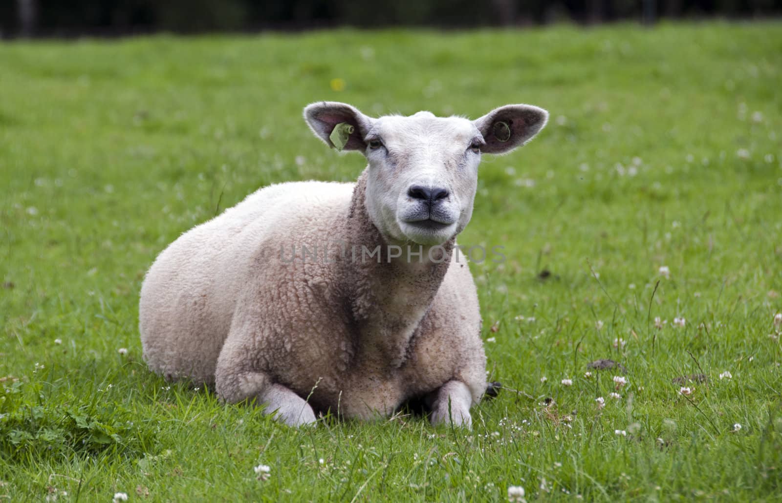 sheep laying in the green grass