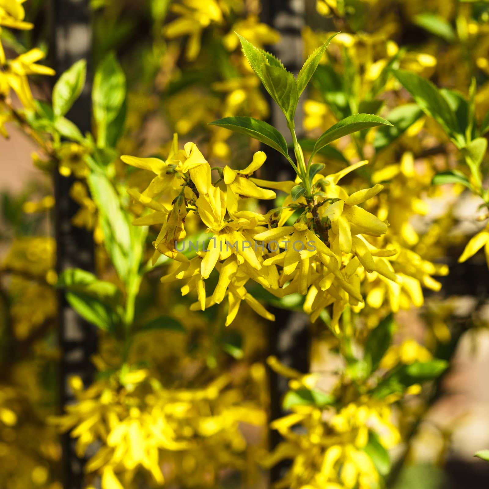 Forsythia flowers bush by oksix