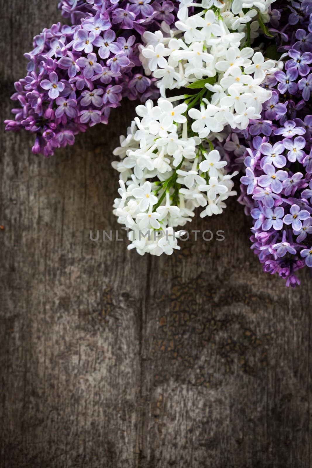 Lilac on wood by oksix