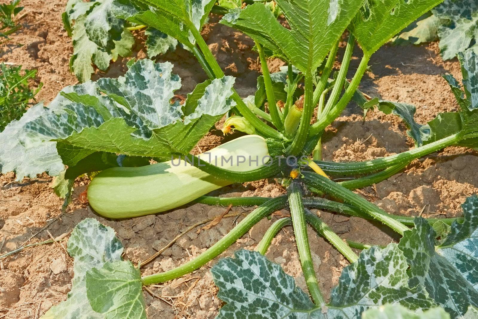 Courgette fruit (Cucurbita pepo) growing on a green plant in soil