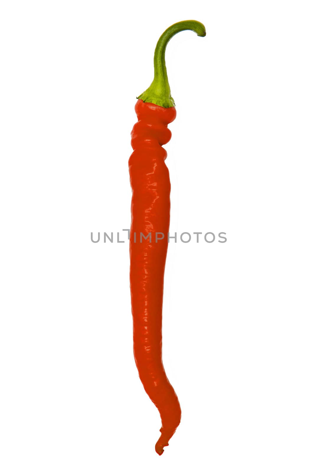 Chili pepper isolated on the white background