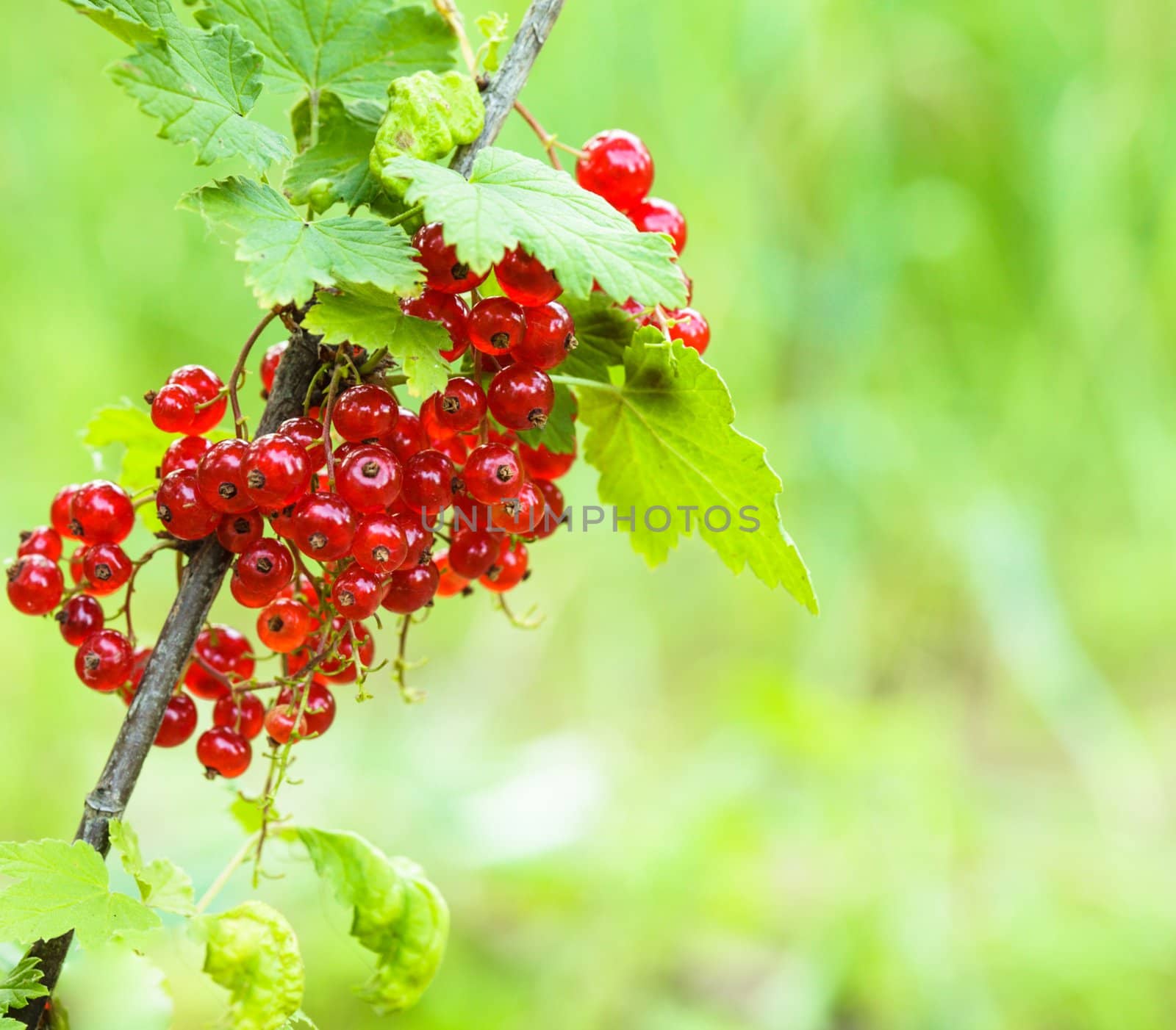 Red currant bush - closeup the berries