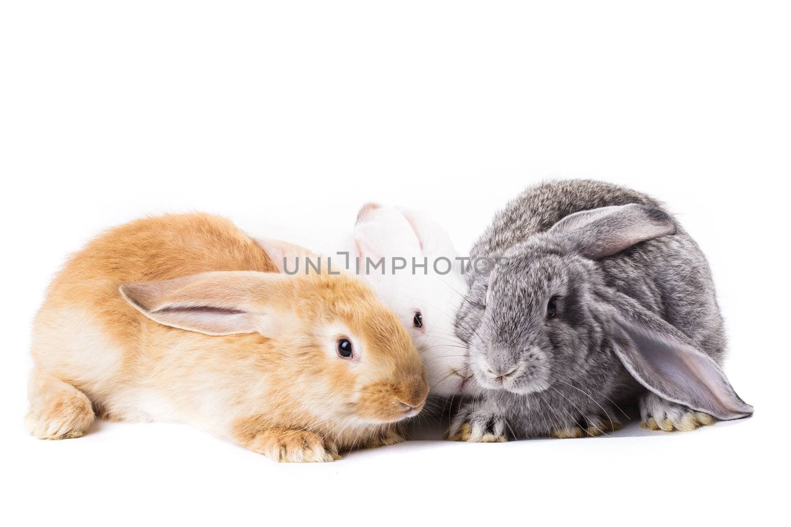 Three rabbits by oksix