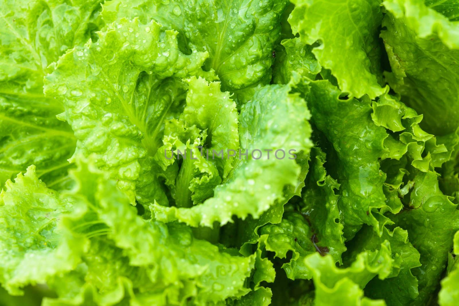 Green lettuce by oksix