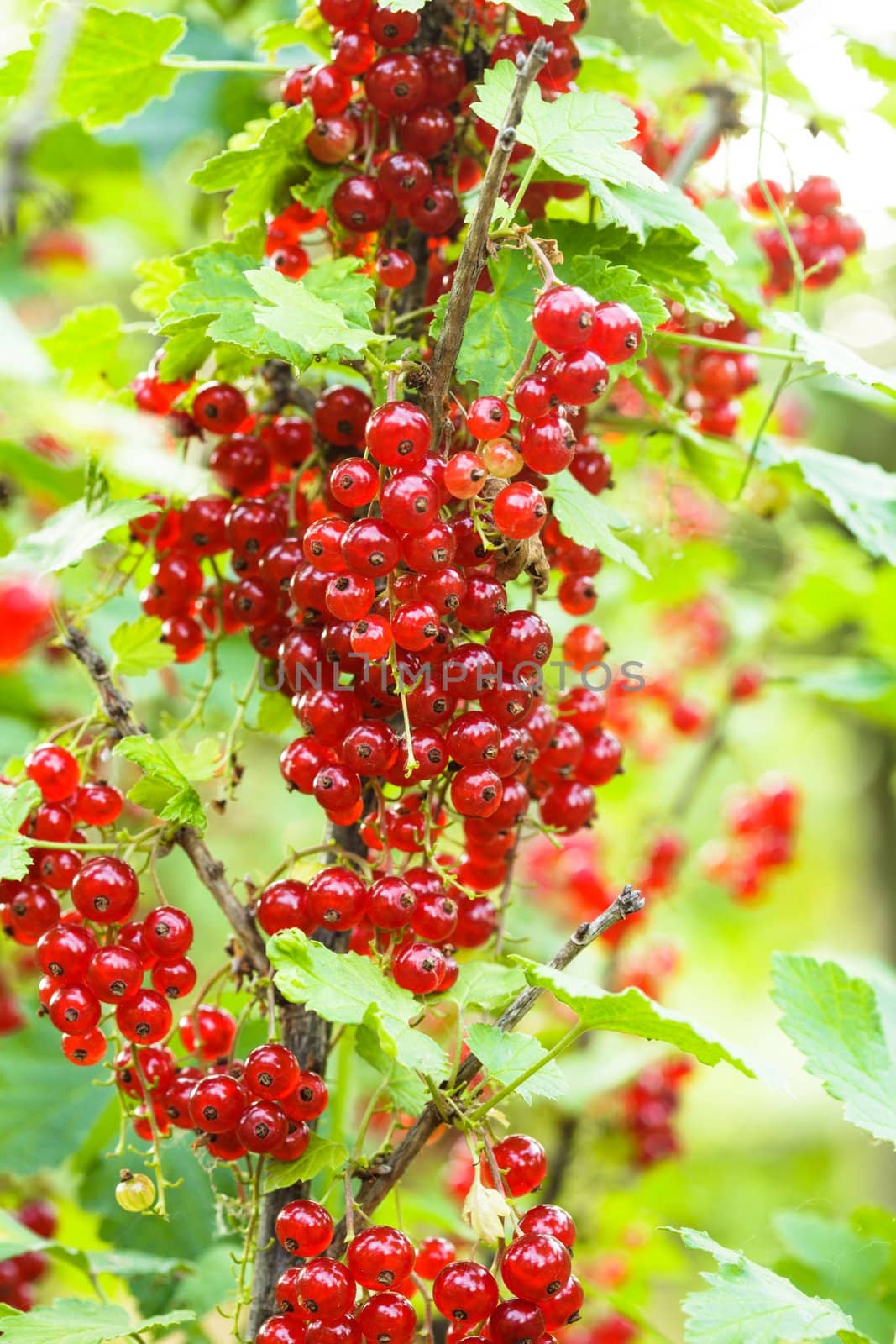 Red currant bush - closeup the berries