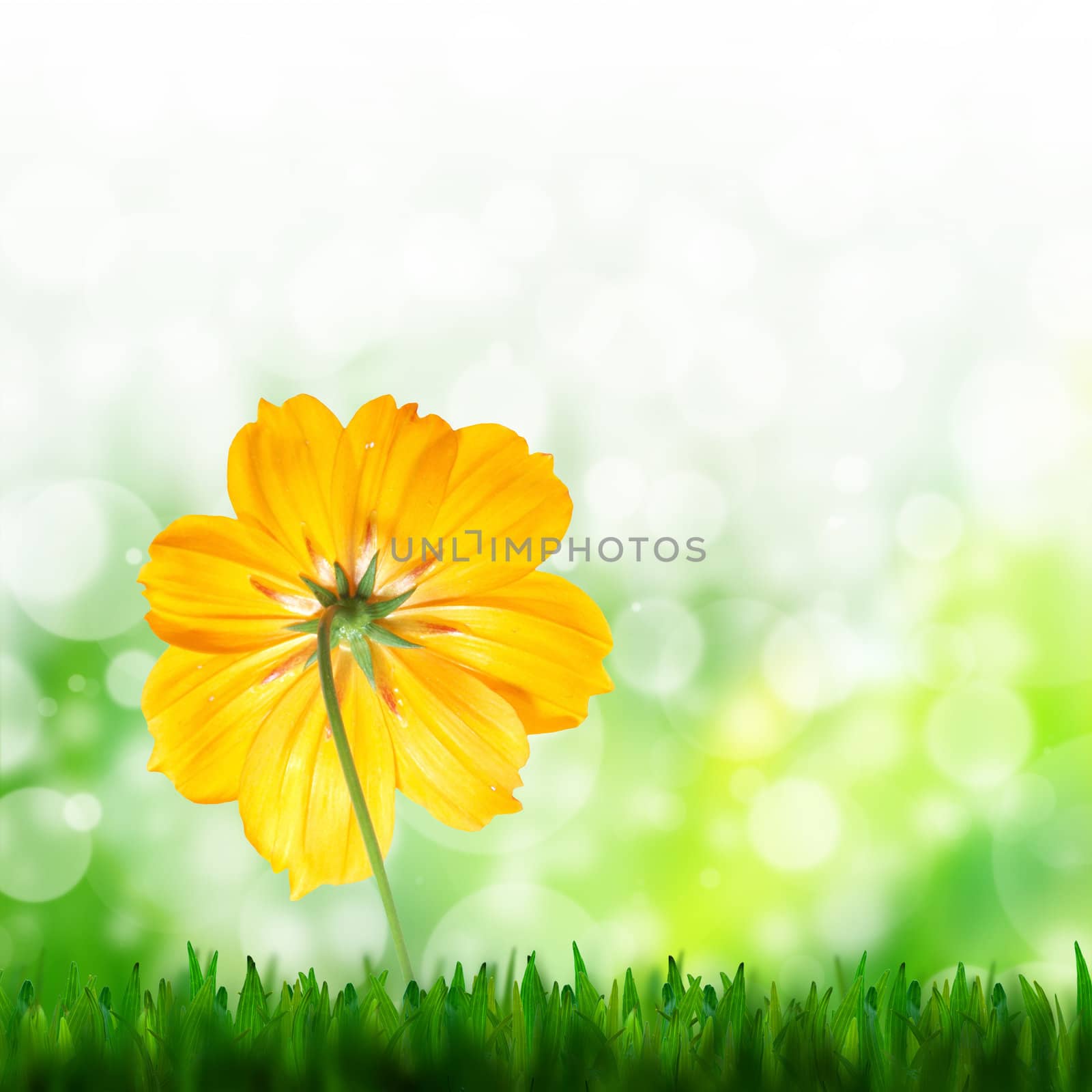 natural green background and yellow flower of cosmos