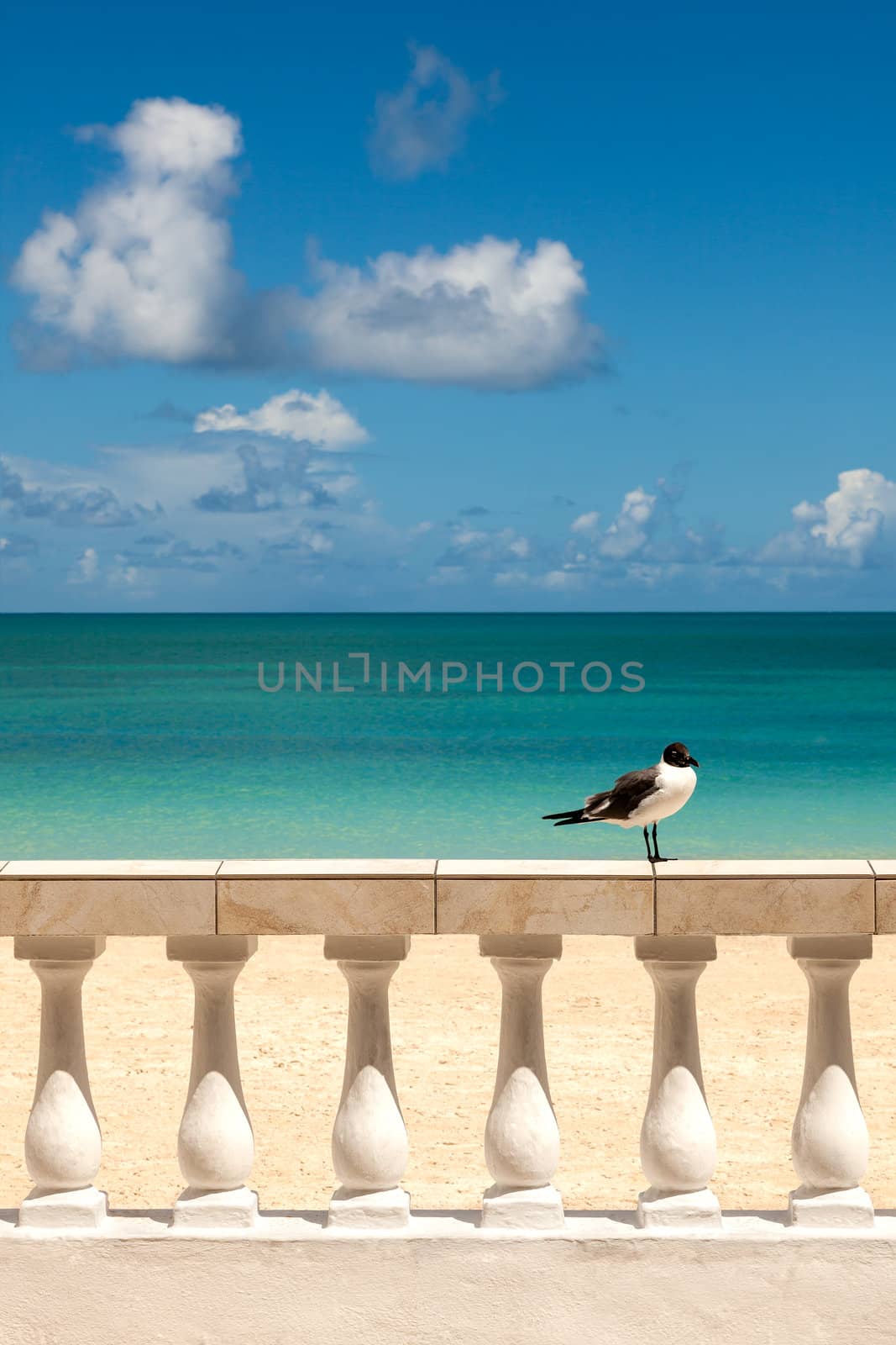 Sunny Tropical Seashore with Gull Sitting on Fence by scheriton