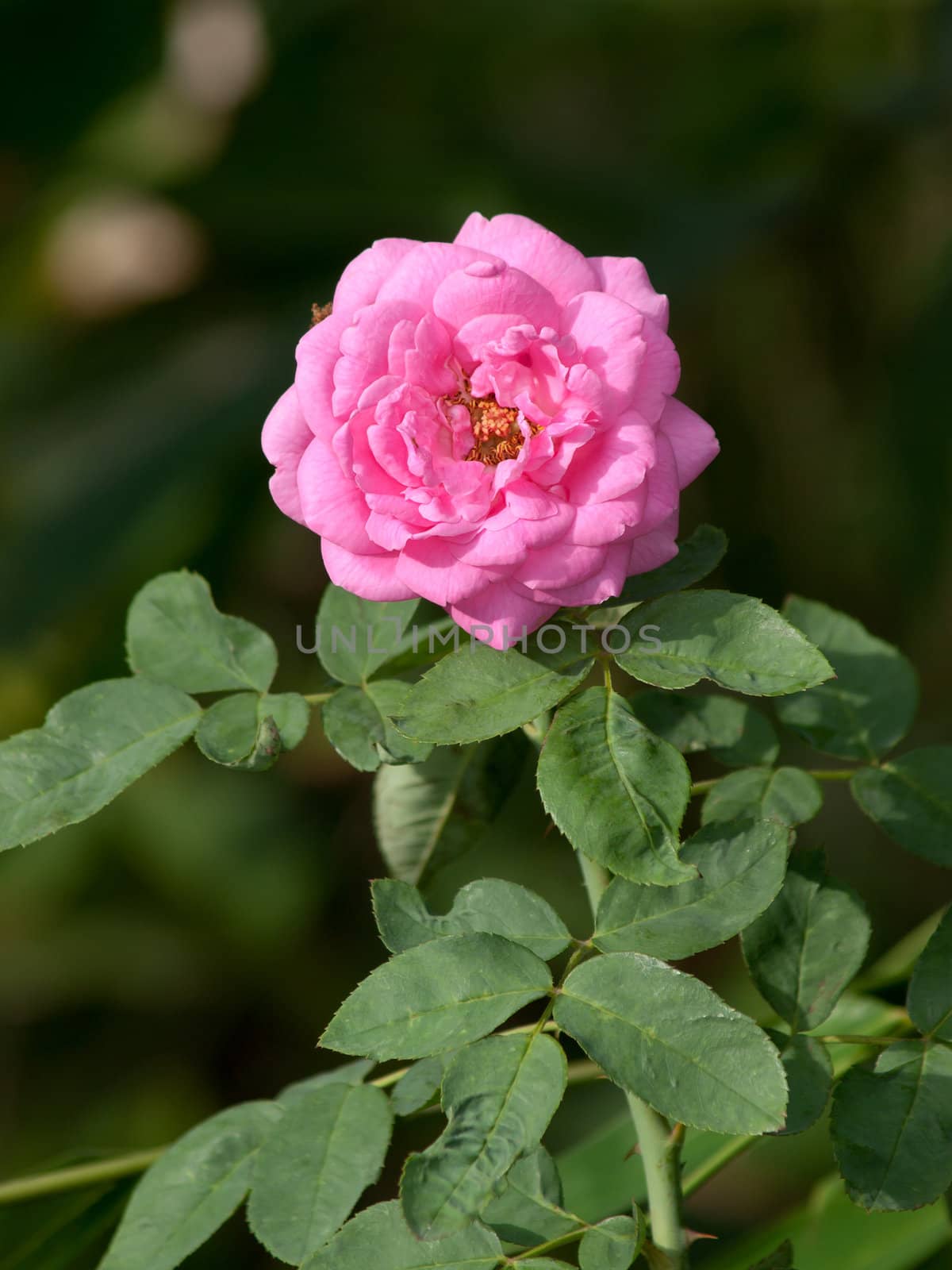 Roses on a bush in a garden