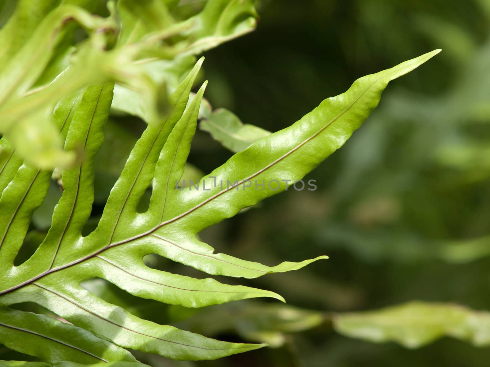 fern leaf in fresh green color by jakgree