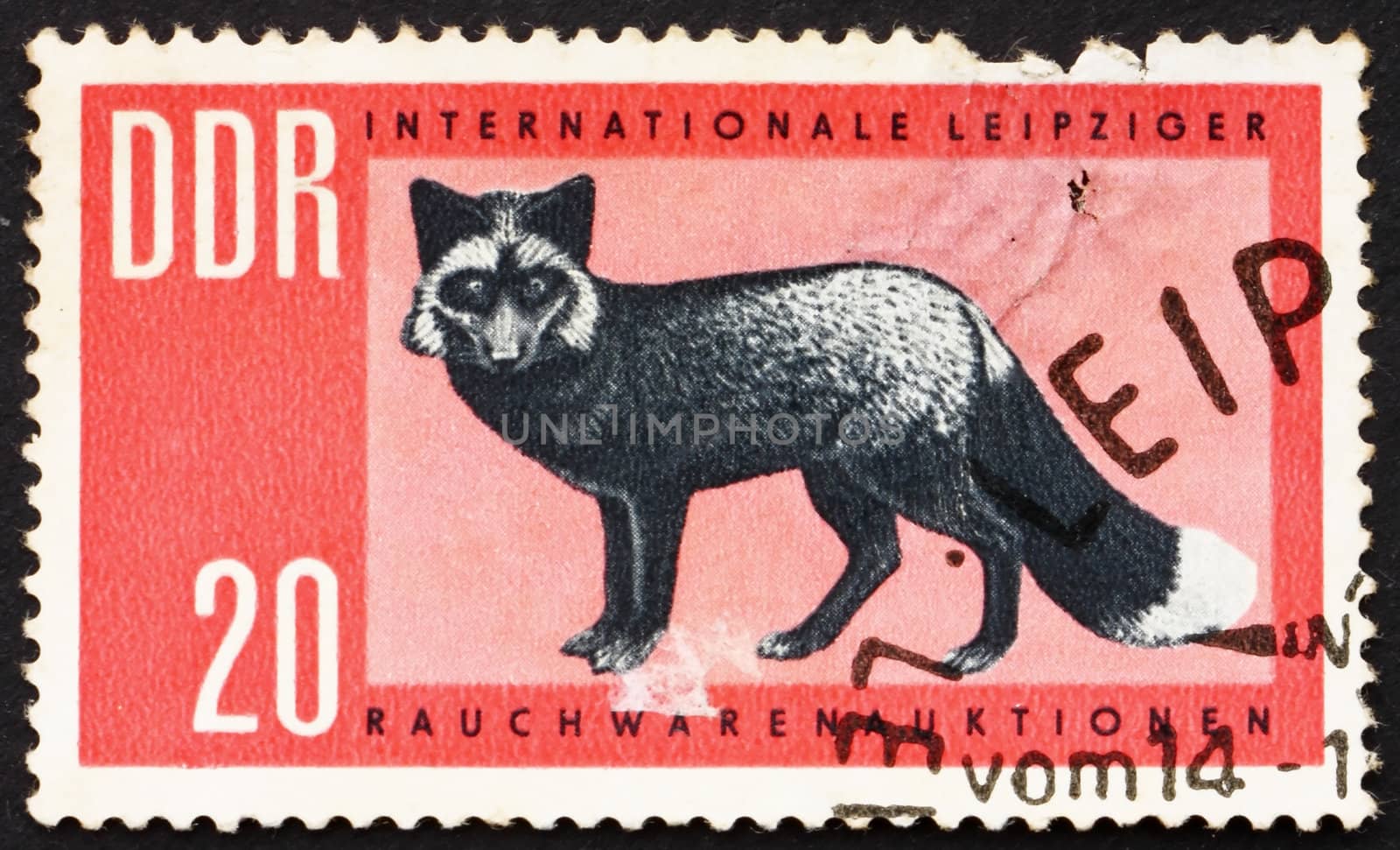 GDR - CIRCA 1963: a stamp printed in GDR shows Silver Fox, Vulpes Vulpes, circa 1963