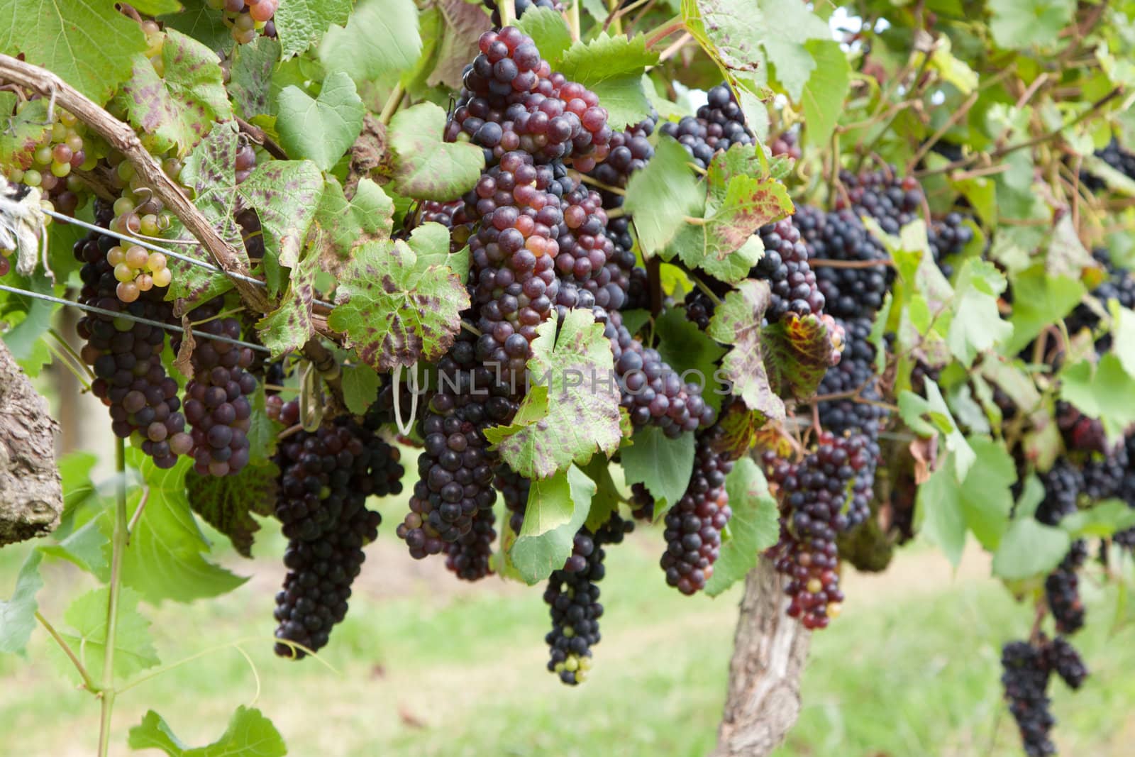 Bunches of red grapes ggrowing on the vine in a vineyard