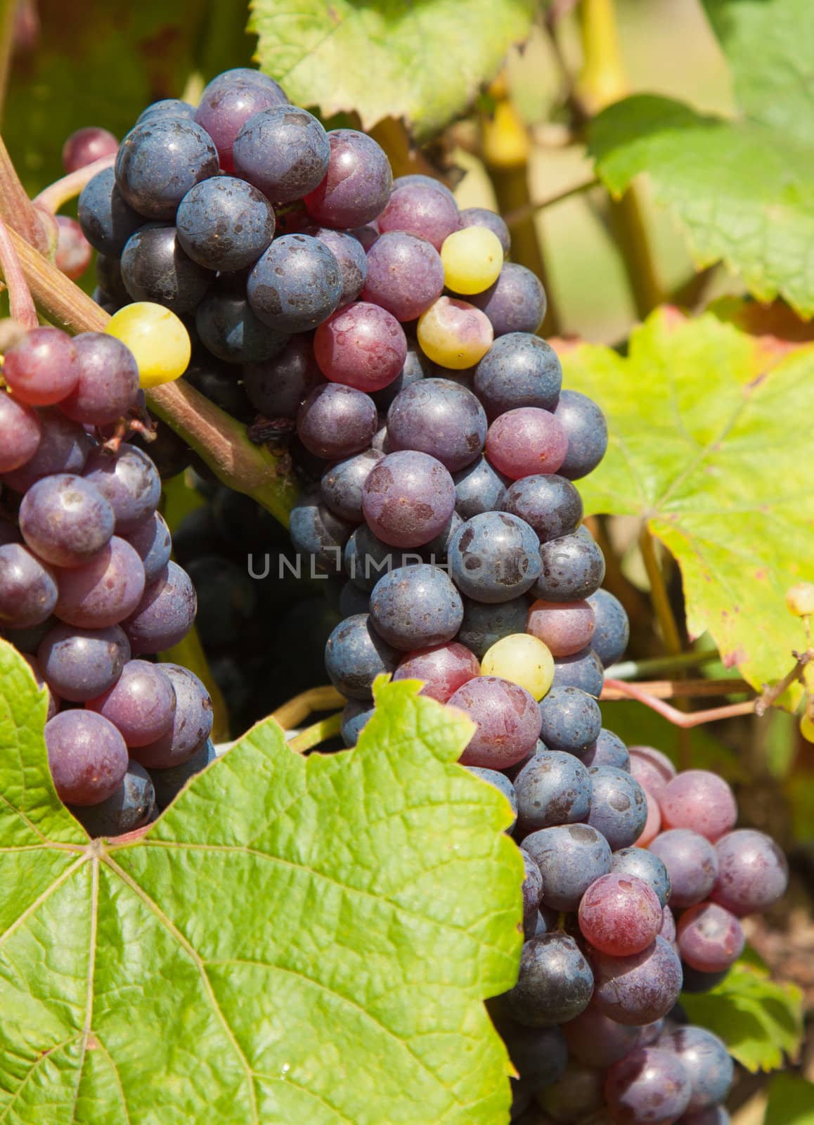 Close-up of a bunch of red grapes on the vine in a vineyard.