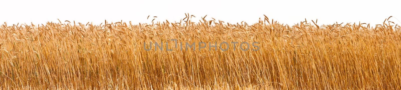 Panorama of a wheat crop by Jaykayl