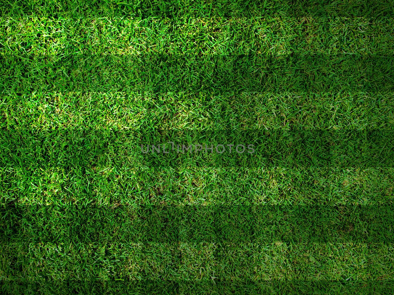 Vivid Green grass background,Can use as background