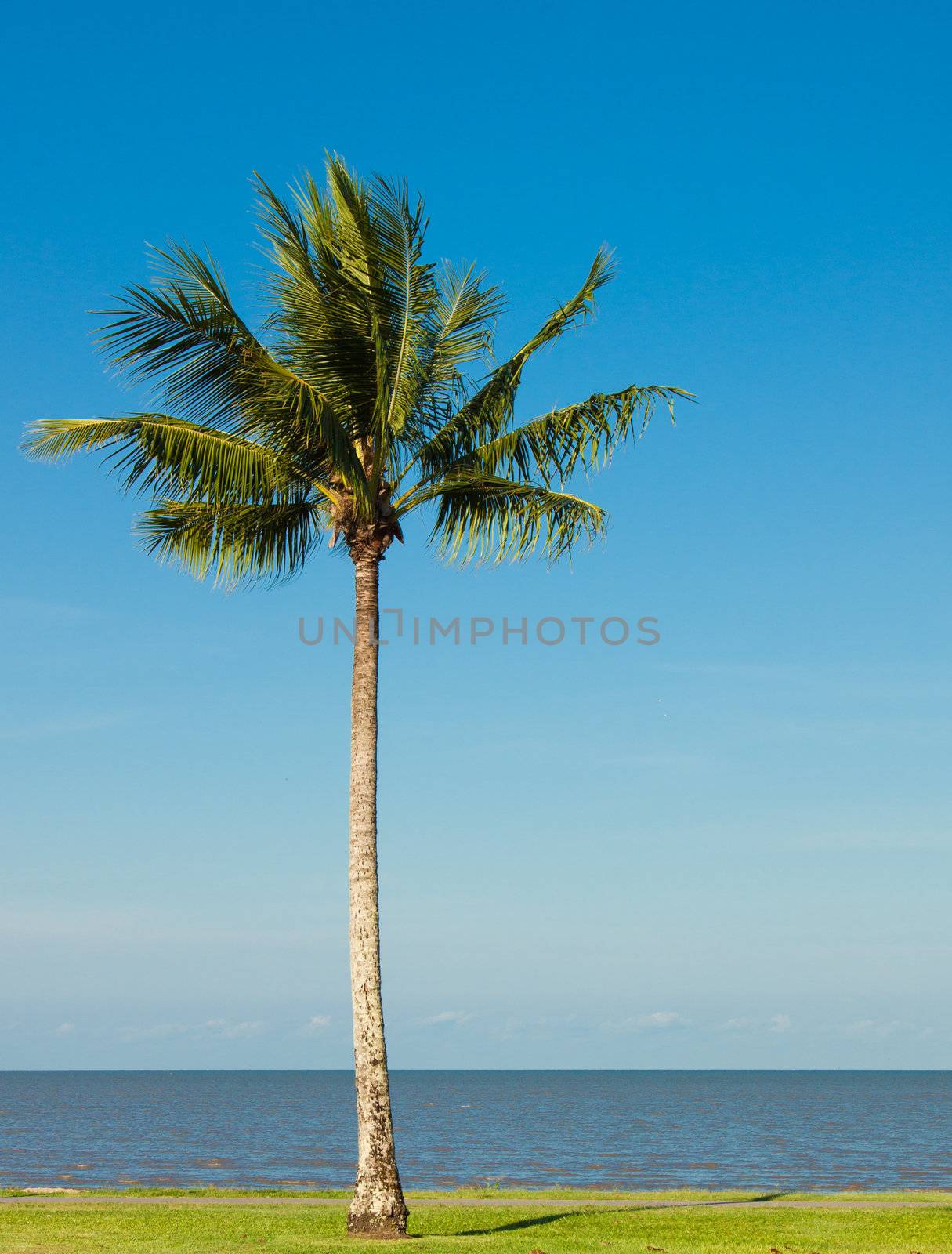 A lone coconut tree on a tropical beach front with a lovely blue sky in the background.
