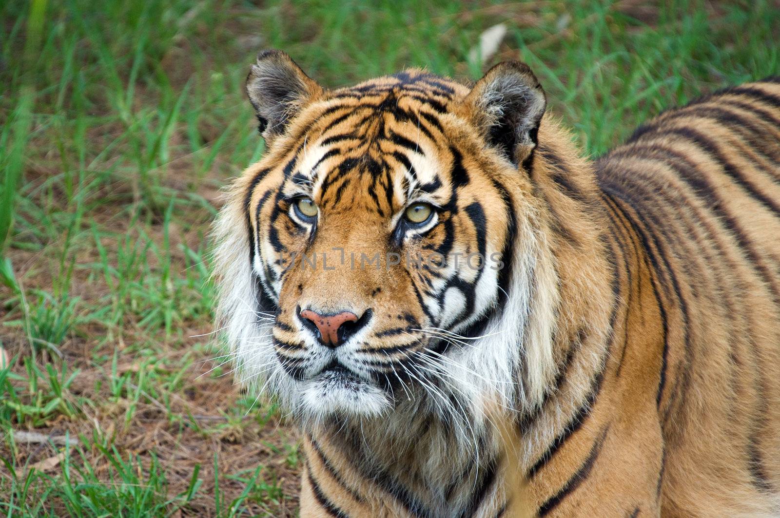 great image of a big male sumatran tiger