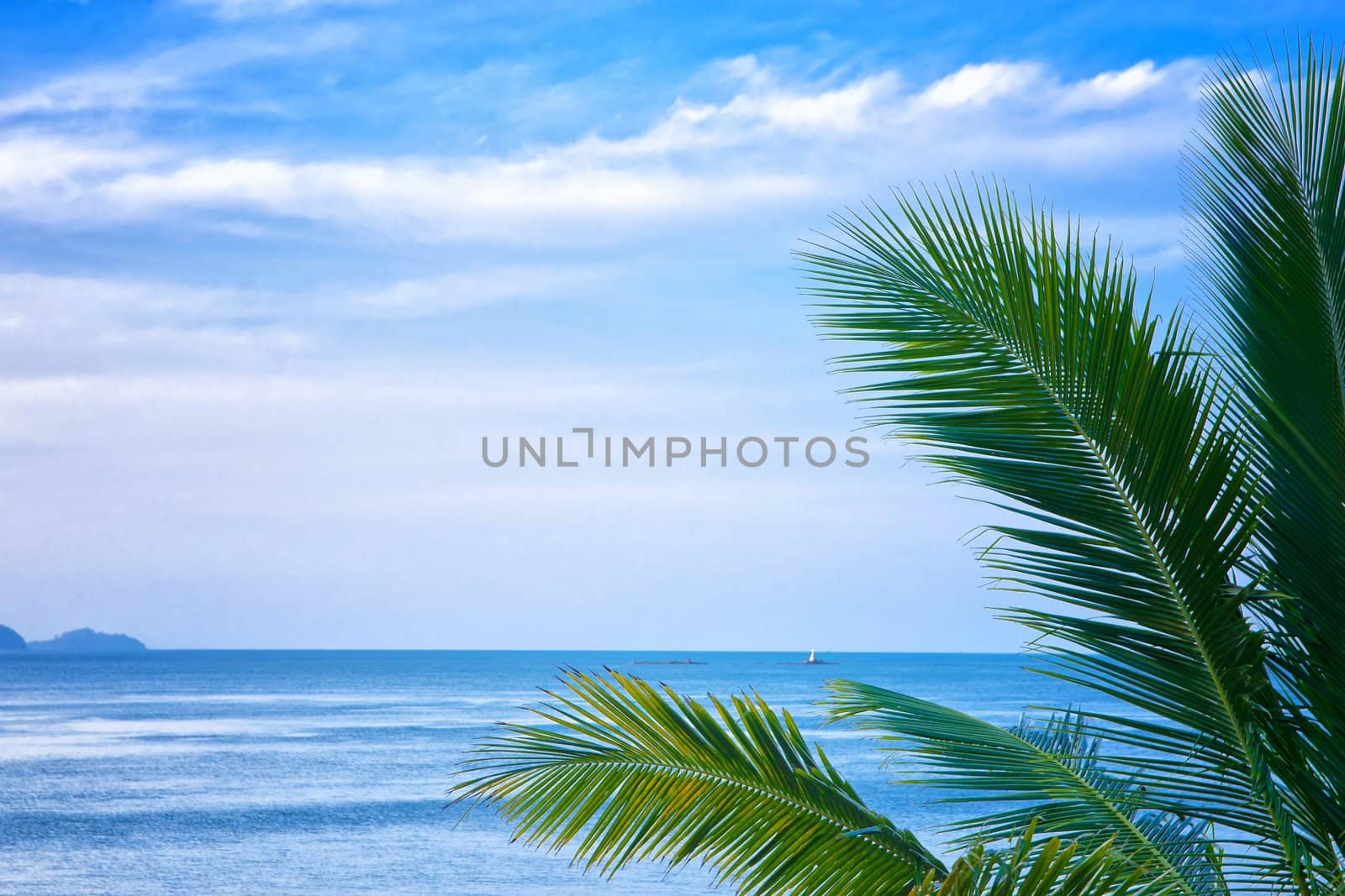 palm trees leaves in front of blue ocean