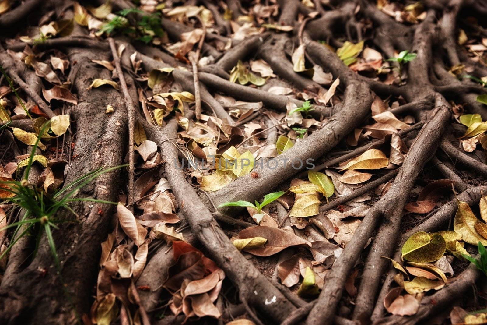 tree roots by clearviewstock