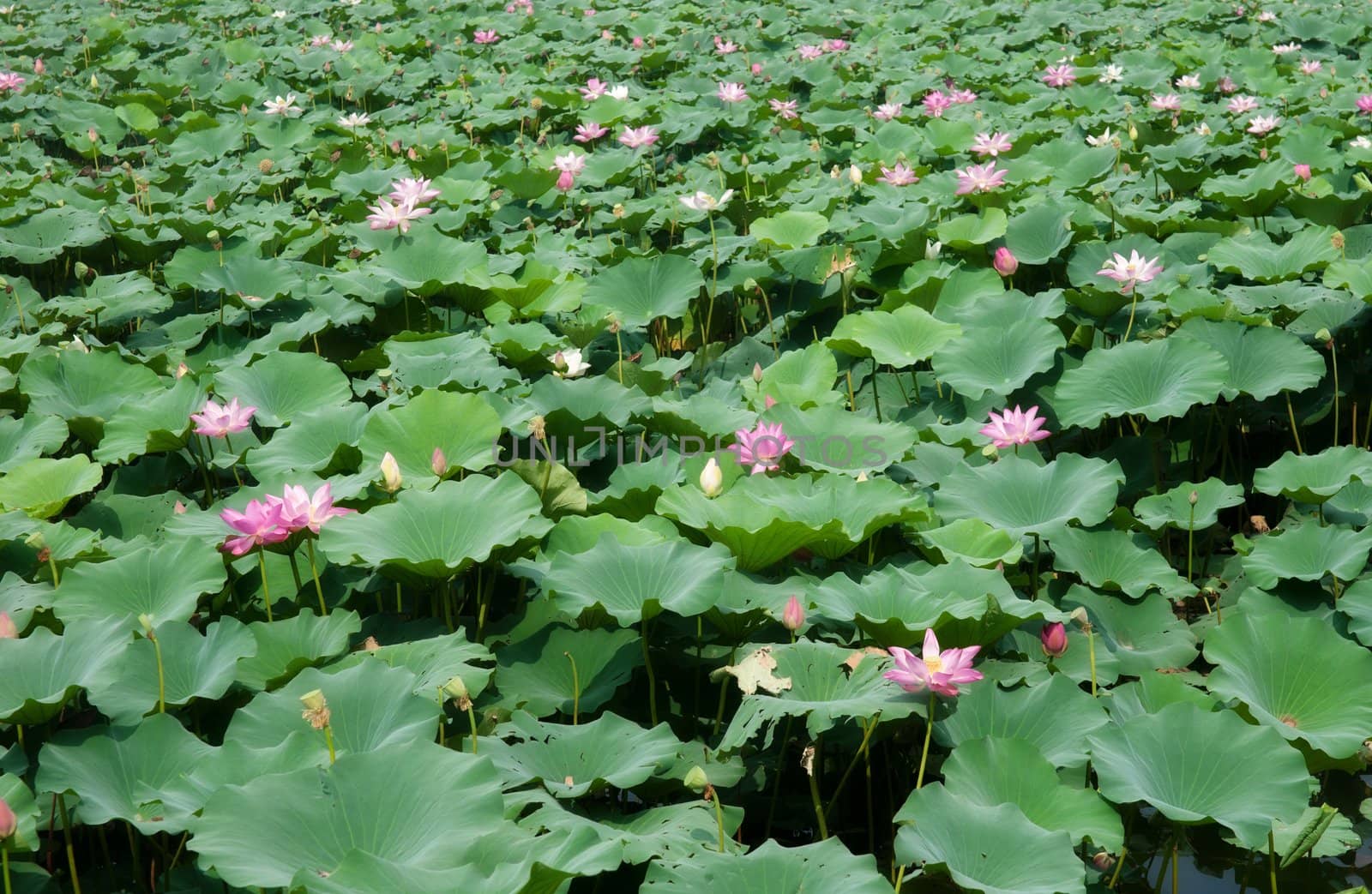 water lillies by clearviewstock