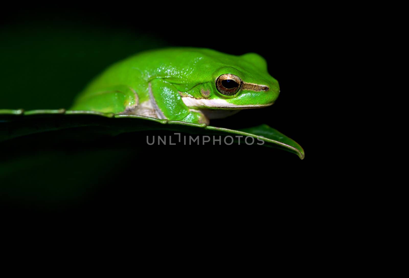 little dwarf green tree frog on the end of a leaf