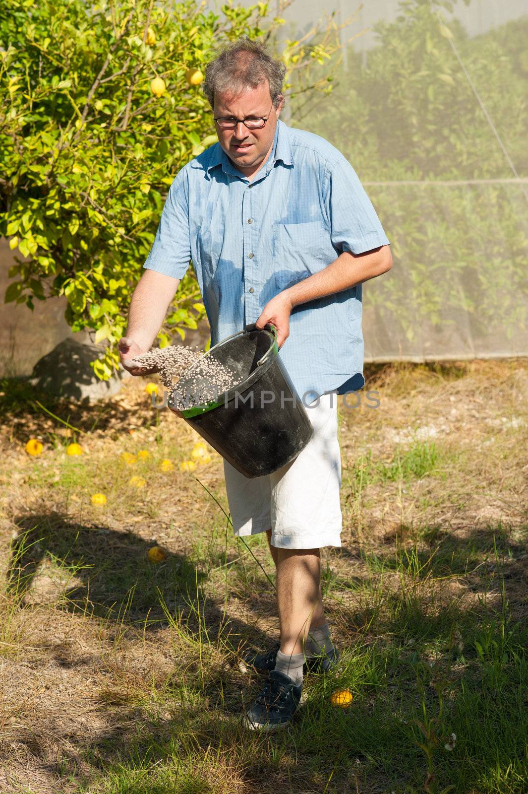 Agricultural worker fertilizing a citrus plantation with phosphate