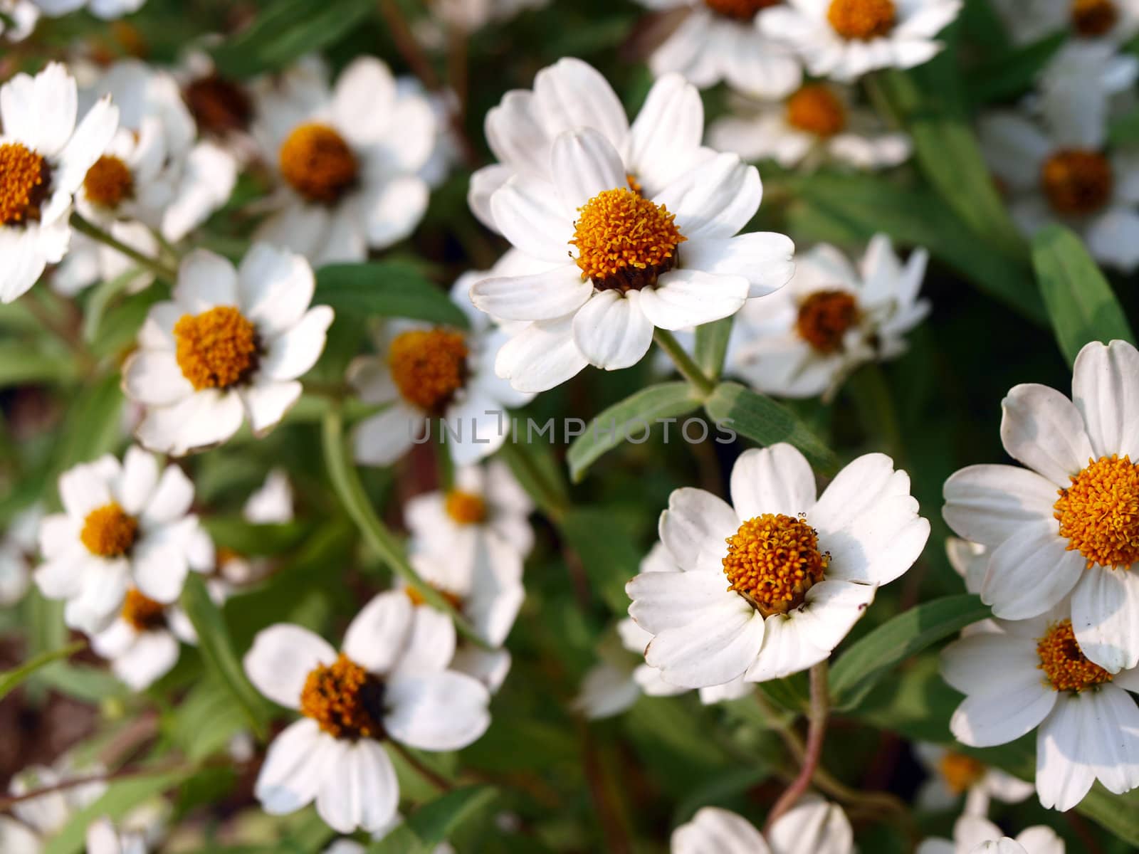 white daisies