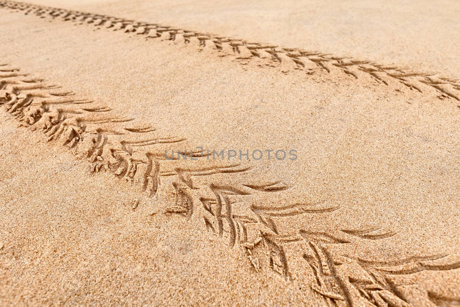 Quad traces on the beach sand by pzaxe