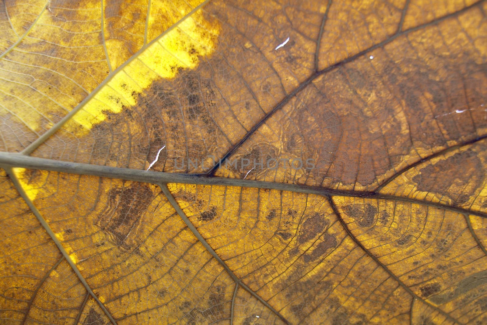 dry leaf on textured paper by jakgree