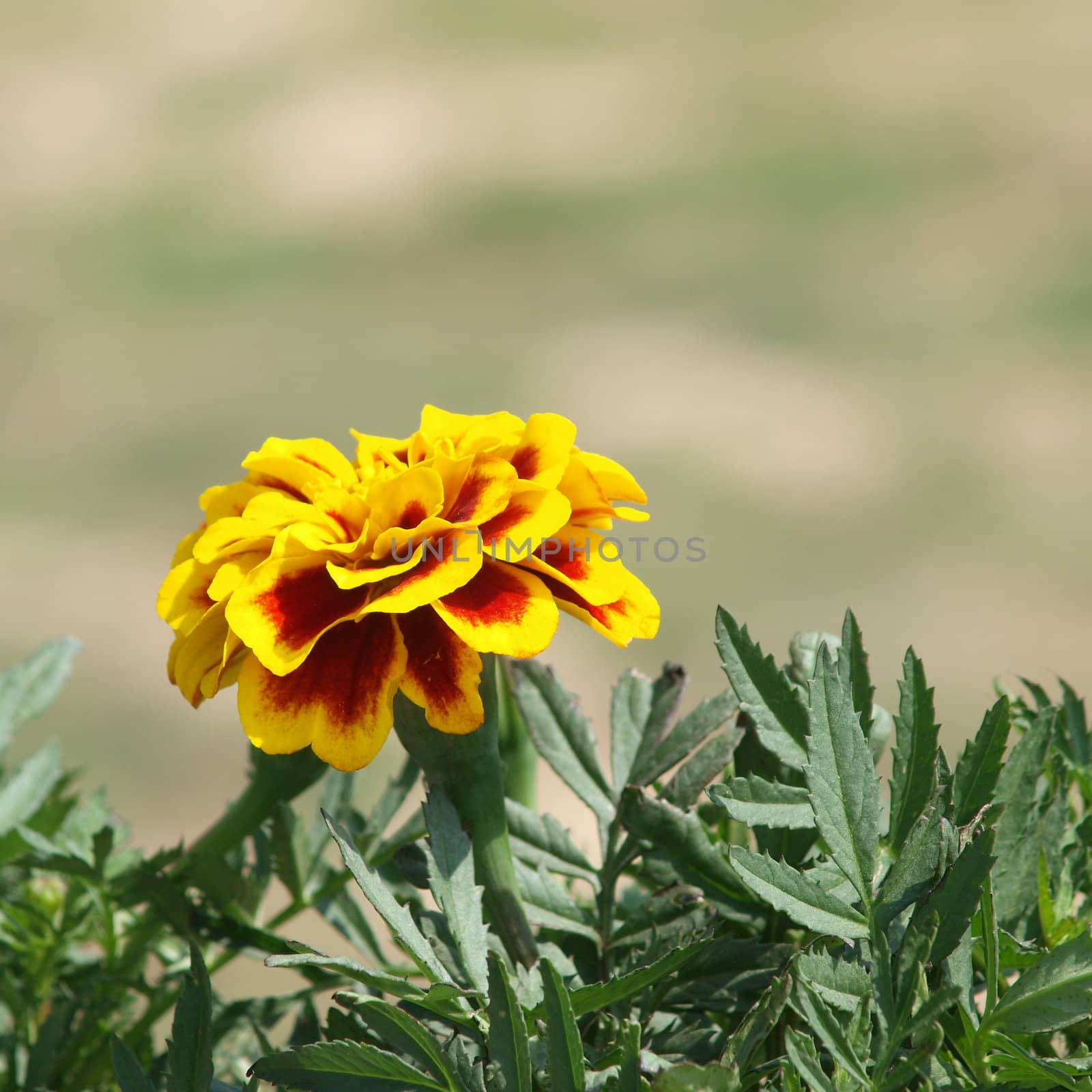 marigold flower by jakgree