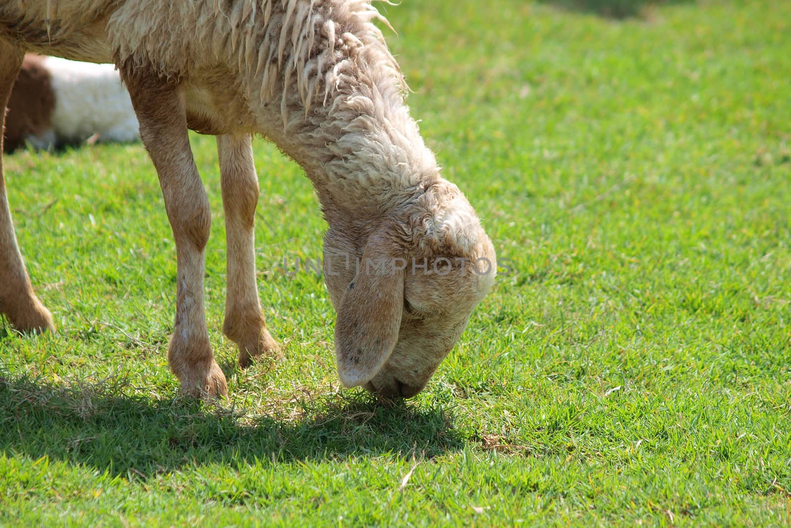 grazing sheep