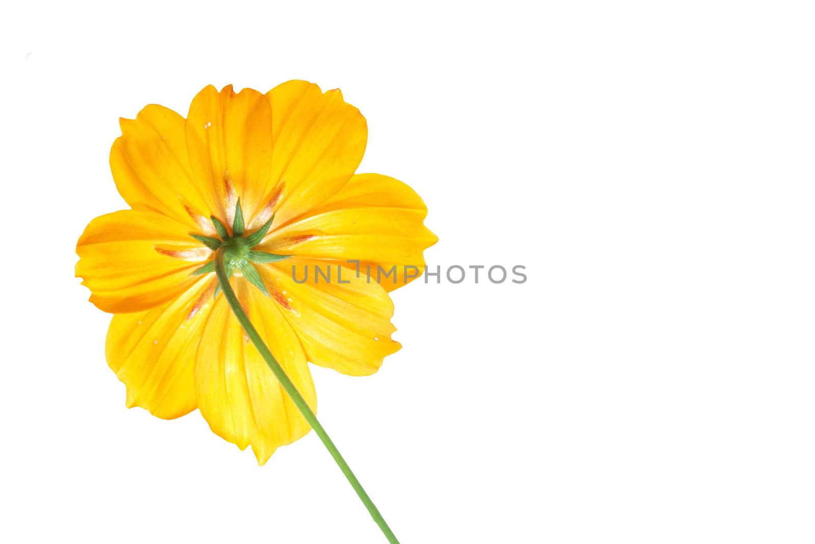 single yellow flower of cosmos isolated on white background