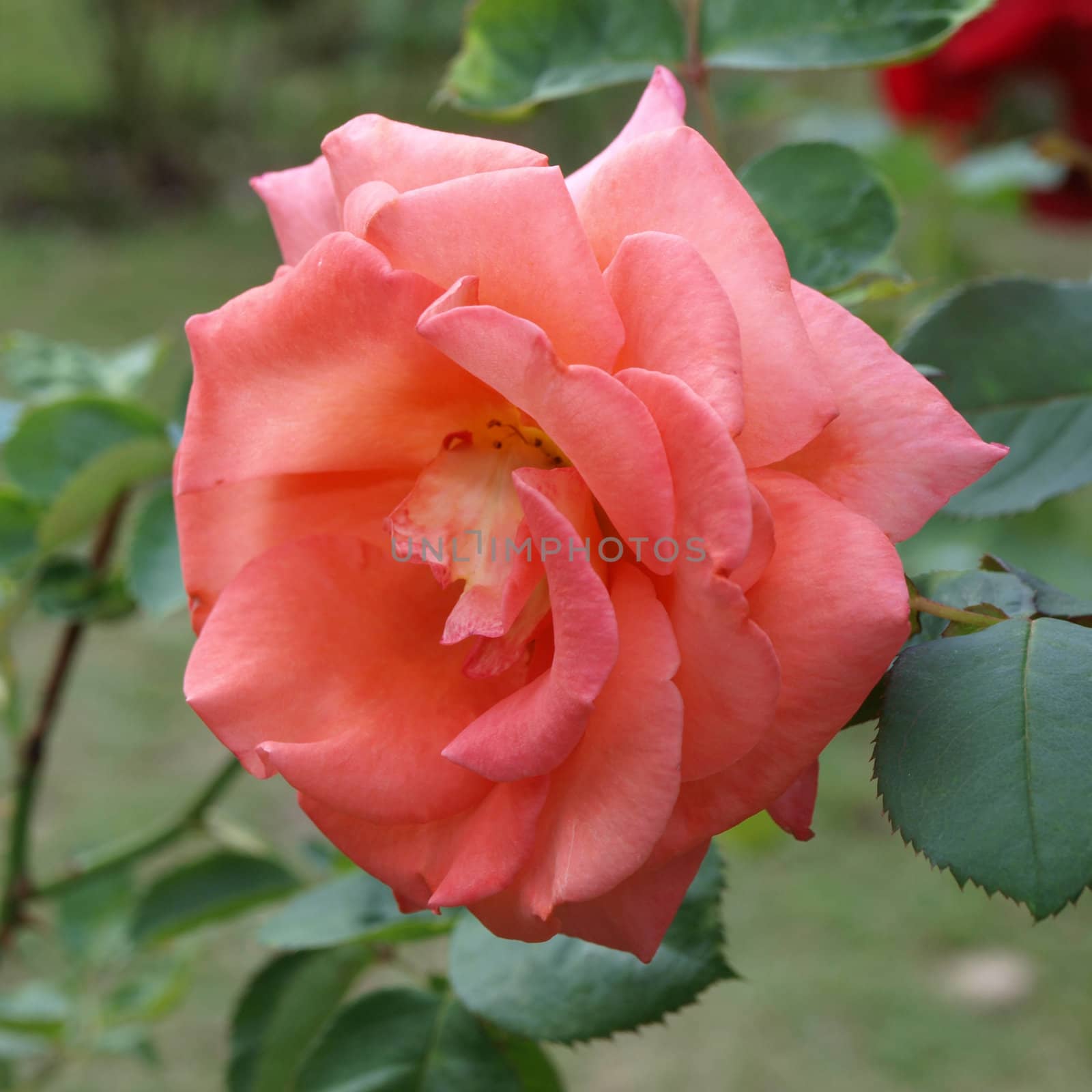 Roses on a bush in a garden by jakgree