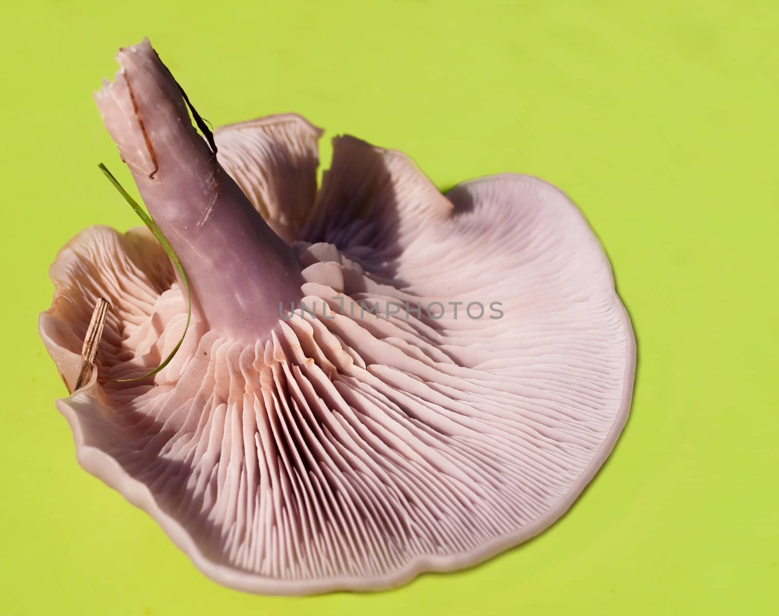 Fresh Picked Organic Pink Flat mushroom