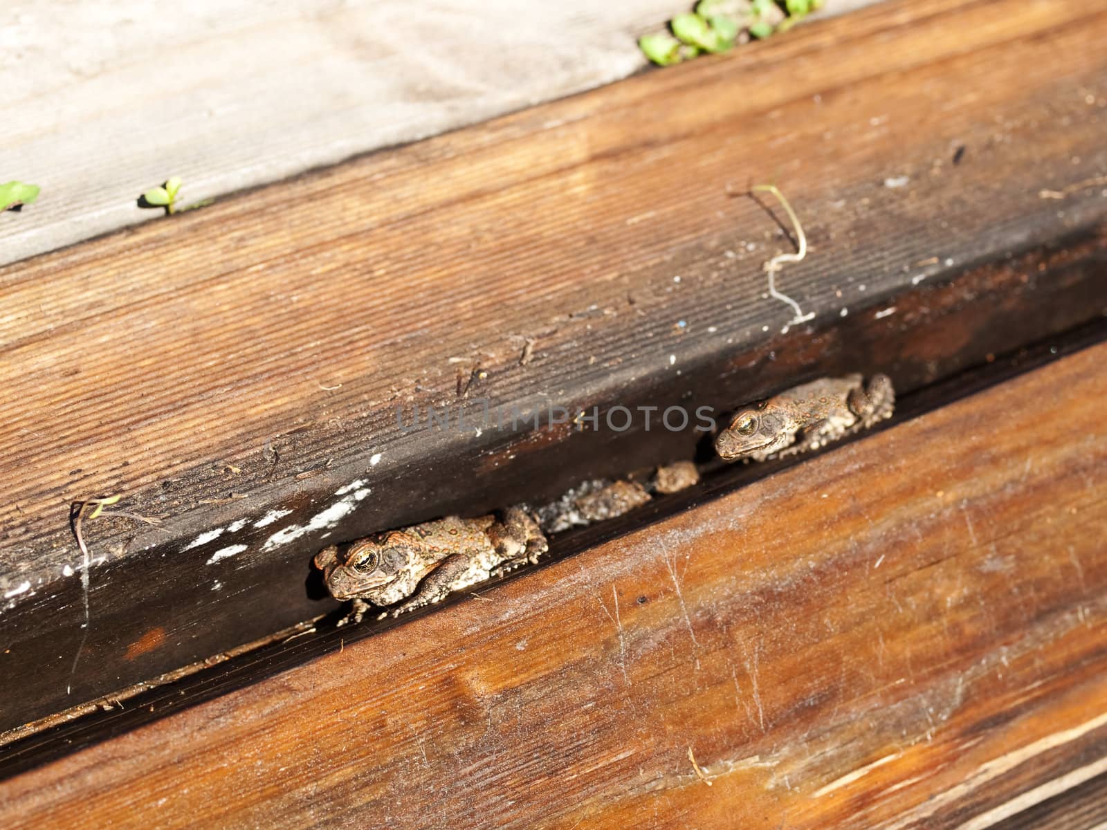 Cane toads sheltering between timber boards